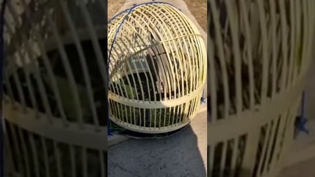 шикори кабк кеклик куропатка keklik sesi смотреть онлайн