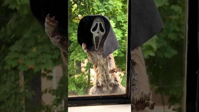 Гениальная кормушка смотреть онлайн