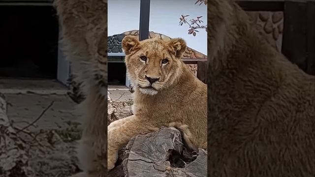 Не унижайте царя ШЕРХАНА! На кыс-кыс-кыс, он не отзывается #тайган #шерхан #минск #zoo #shortvideo смотреть онлайн