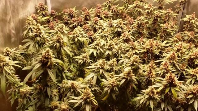 GROW A POUND WITH 4 PLANTS IN A 3X3 (almost ready for harvest) смотреть онлайн