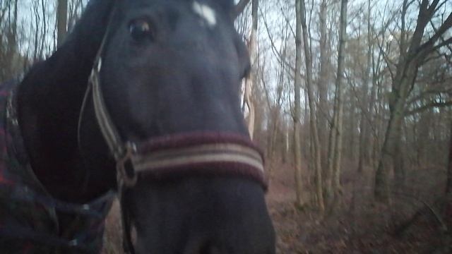 Встреча в парке.... И, вообще, где снег? Декабрь на дворе! 2024.12.11_162302 смотреть онлайн