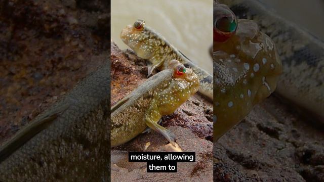The Marvelous Mudskipper: Exploring the Extraordinary Life of Nature's Amphibious Wonder #Mudskippe смотреть онлайн