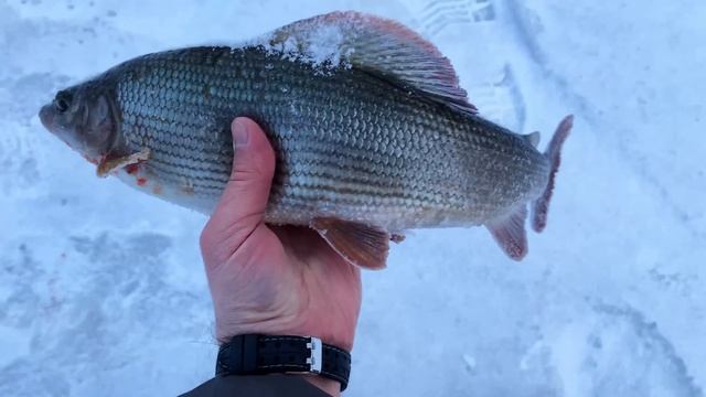 ХАРИУС ОБРЫВАЕТ ЛЕСКИ! Незабываемое закрытие сезона. смотреть онлайн