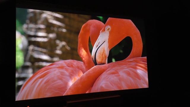 RAL 7038 / FOREX custom projector screen смотреть онлайн