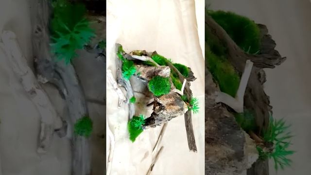Коряга-укрытие для паука или мелких рептилий смотреть онлайн