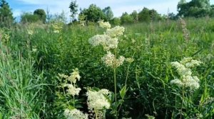 Таволга, сбор, заготовка, целебные свойства