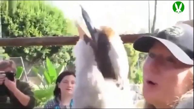 поющая птица /singing bird смотреть онлайн