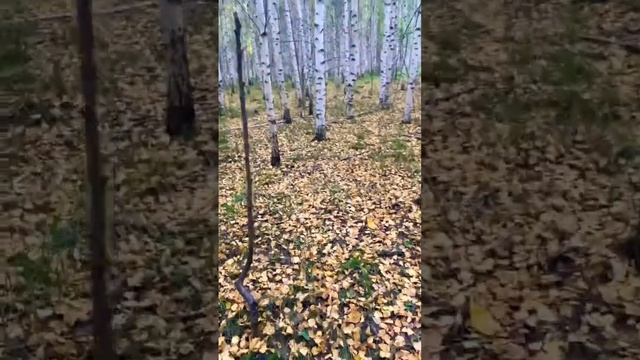 Шервудский лес! И я туда попал! Как в сказке!😳😳😳😦 Осень наступает! смотреть онлайн