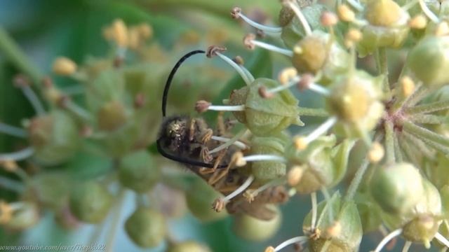 Common Wasp (Vespula vulgaris) feeding on Ivy pollen - Brighton, November 2020 смотреть онлайн