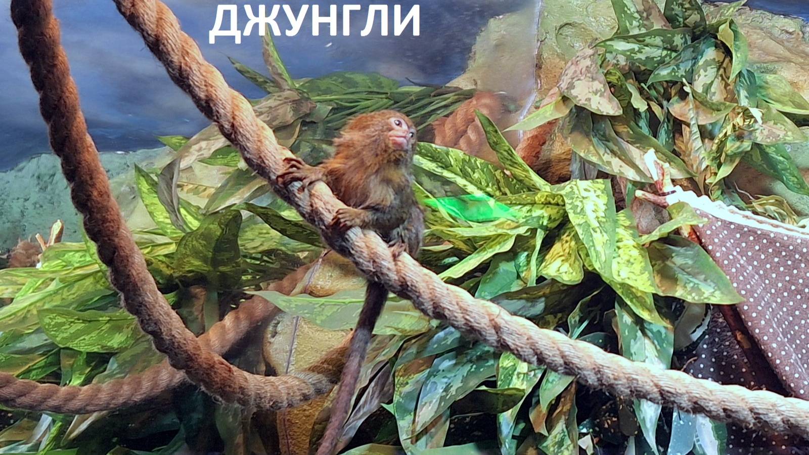 Московский океанариум. Джунгли