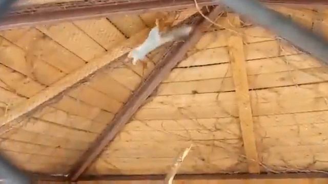 Белки ЭкзотикПарка смотреть онлайн