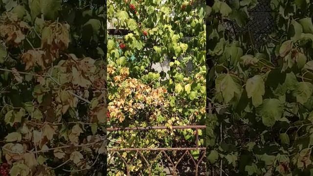 Ультразвуковой Отпугиватель 3 в 1, Отпугиватель для питомцев, собак антилай, устройство для обучени смотреть онлайн