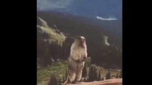 (бобёр орёт) 😂 аааааааа