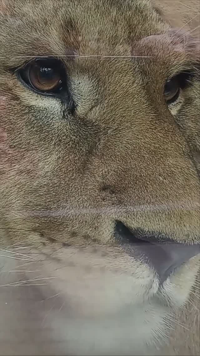 ШЕРХАН приглашает в гости. Прыязджайце да нас у Беларусь. #тайган #шерхан #лев #минск #shortvideo смотреть онлайн