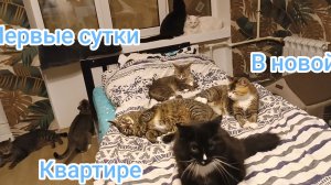 Первые сутки в новой квартире.