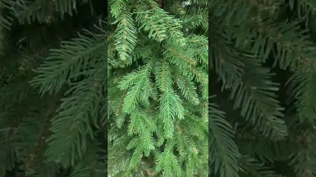 Софи литая +пвх смотреть онлайн