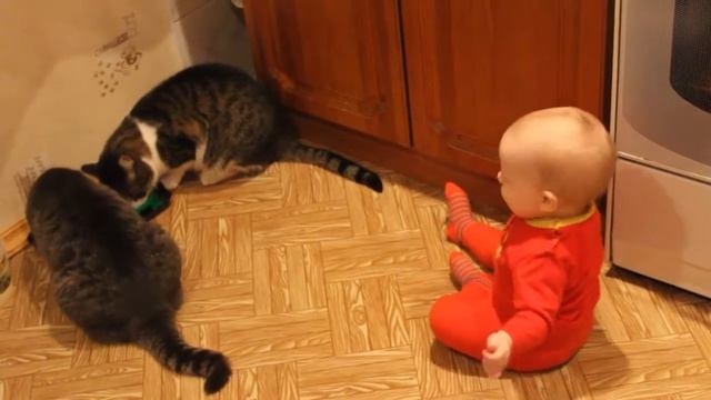 Малышка кормит котов Приколы с котами Приколы с детьми смотреть онлайн