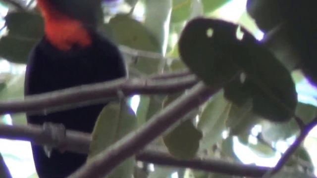 Tiê-caburé (Compsothraupis loricata) смотреть онлайн