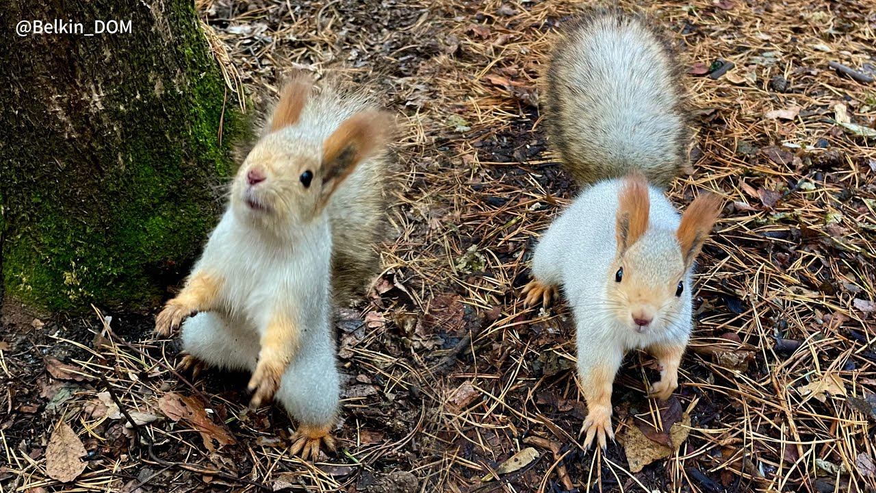 Смотри на это ЧУДО скорее! 😍 Все самые красивые белки леса на одной поляне 💚🐿️ #смешныеживотные