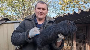 КАК создать СЕМЬЮ НУТРИЙ. РЕМОНТИРУЕМ клетки. 03.11.24