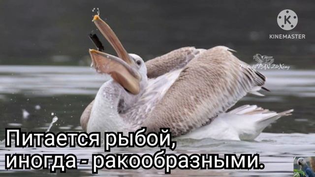 Кудрявый пеликан (англ. Dalmatian pelican) смотреть онлайн
