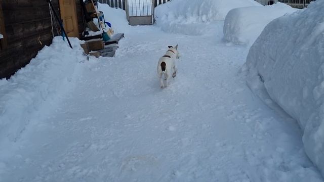 Эльза ещё жива и здорова. Февраль 2024. 17 лет собаке.(1) смотреть онлайн
