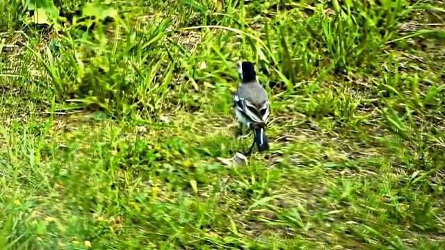 Птица трясогузка ходит по травяному газону у магазина Зельгрос