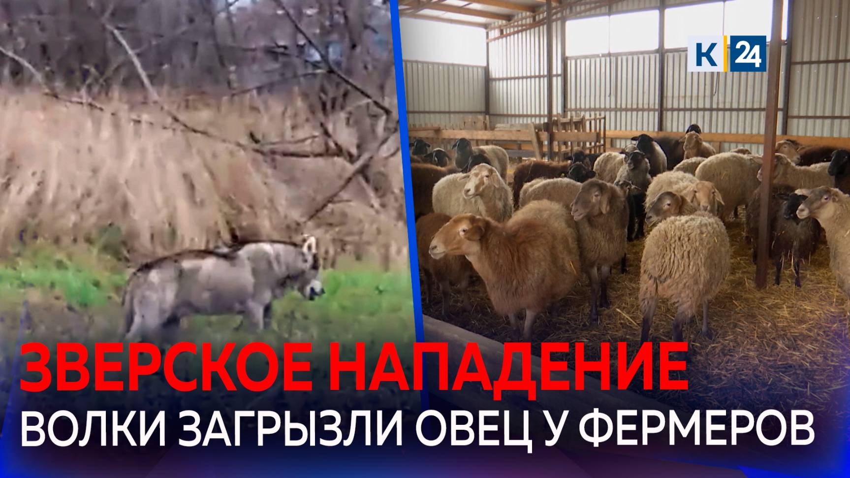 На Кубани стая волков держит в страхе всю станицу смотреть онлайн