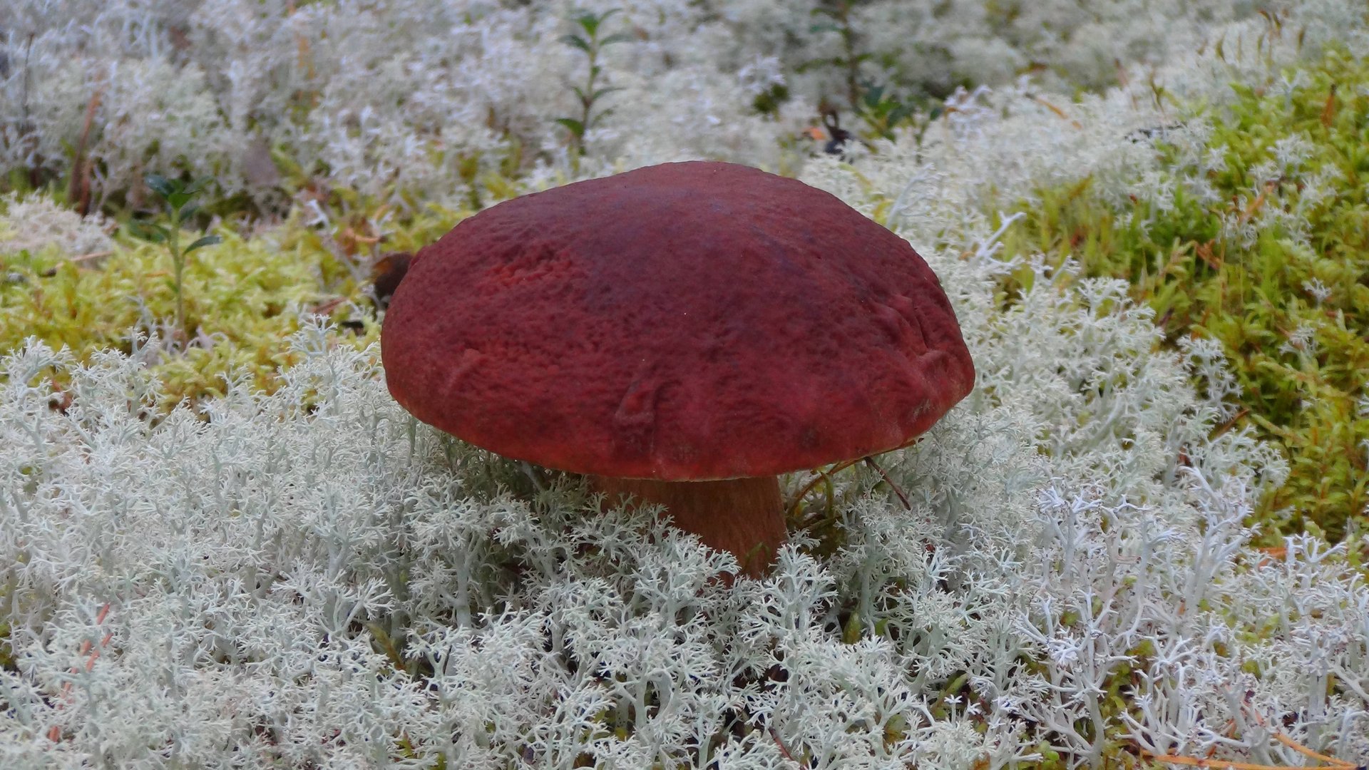 Знакомство с Карелией по-семейному Навстречу приключениям Часть 7 смотреть онлайн
