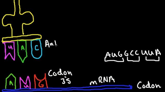 Codon Anticodon Bonding смотреть онлайн