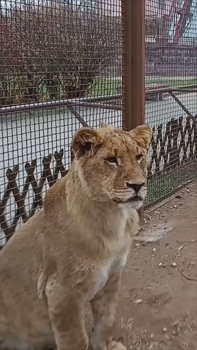Обидели ШЕРХАНА. И как ЦАРЮ такое вытерпеть? #тайган #олегзубков #шерхан #минск #zoo #shortvideo смотреть онлайн