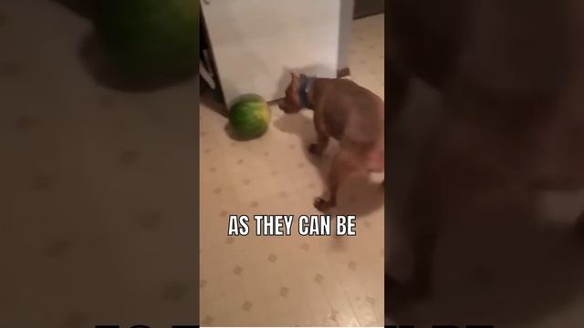 Surprising Human Foods Dogs Can Eat. #dog #facts #interesting #doglover #dogfood смотреть онлайн