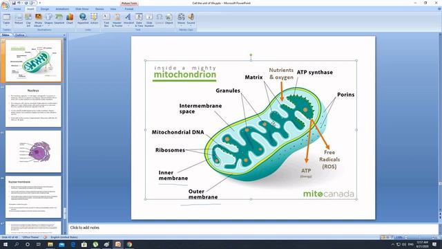 Cell: The Unit of life(part 5) смотреть онлайн