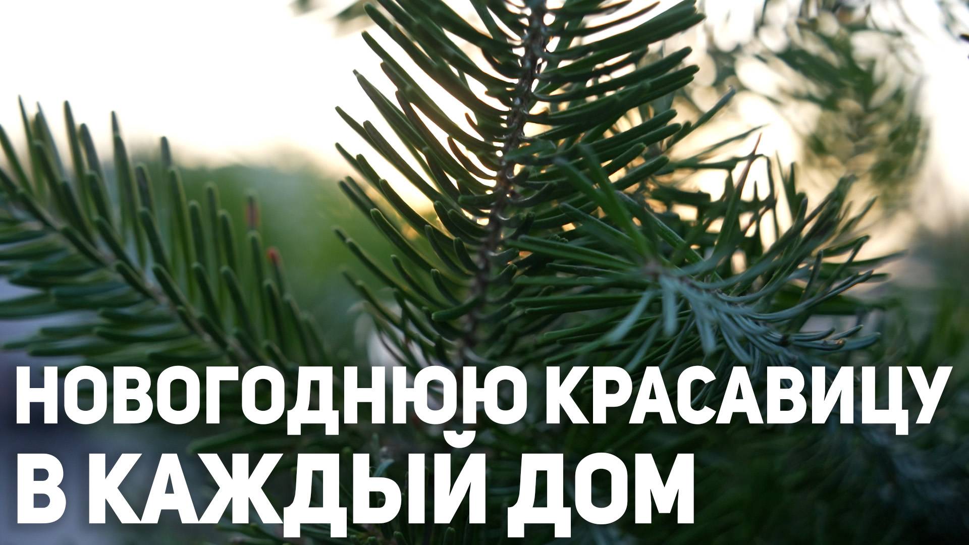 Праздник к нам приходит! Елочные базары открылись во Владикавказе смотреть онлайн