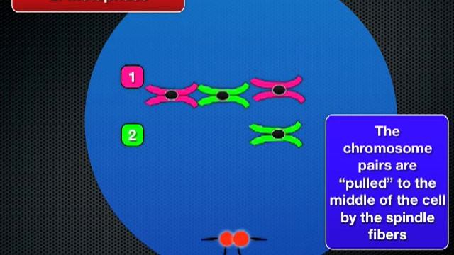 Mitosis Lesson смотреть онлайн