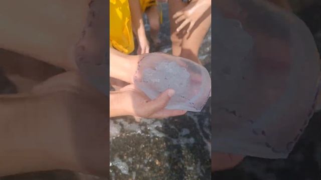 Поймали медузу в черном море )) #море #2024 смотреть онлайн