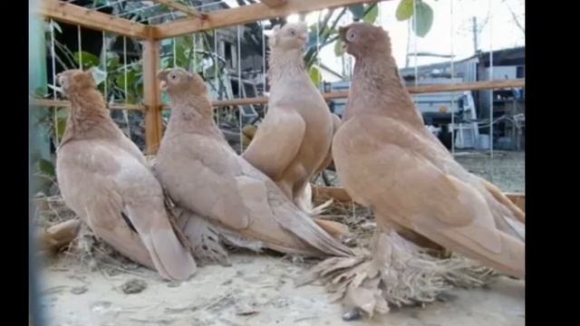 Kaptar Turlari кабутар турлари