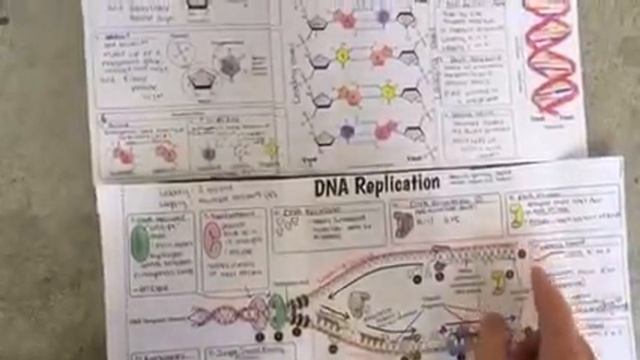 AP Bio DNA Replication
