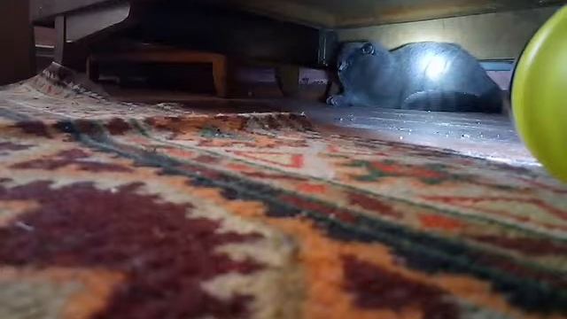 Кота по жопе смотреть онлайн