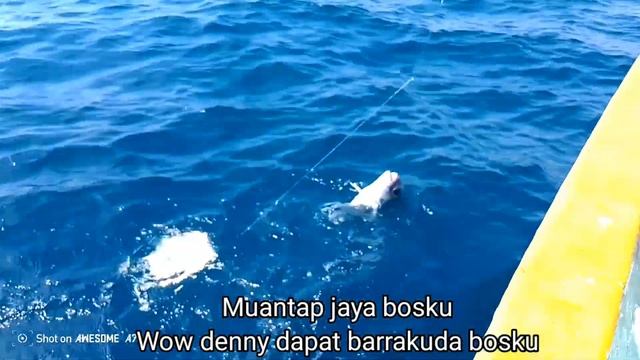 TRIP PROBOLINGGO (rege, rasta version ) spot siban kapten abdul смотреть онлайн