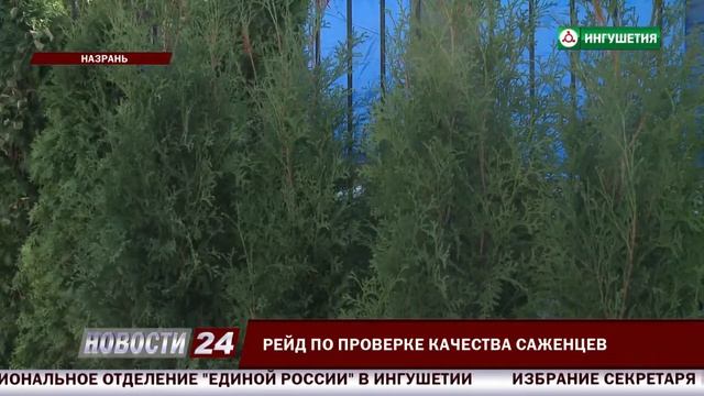 Рейд по проверке качества саженцев смотреть онлайн