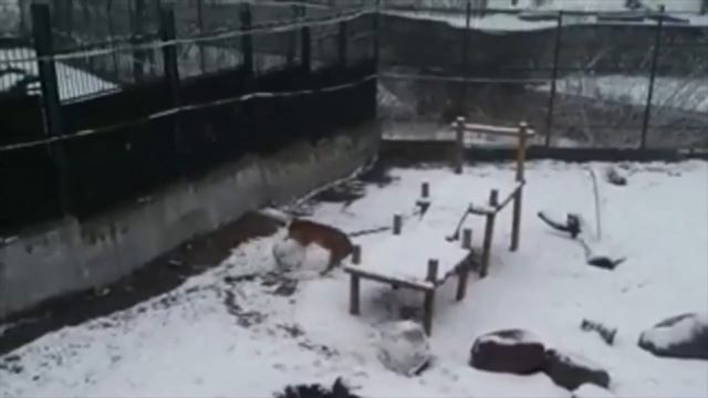 Siberian Tiger Entertains Herself By Building a Snowman смотреть онлайн