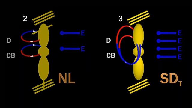 Video 5. The ion currents that trigger spreading depression смотреть онлайн