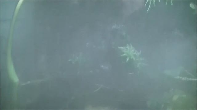 Paludarium, Danio aquarium and nanotank update 3 , maart 2015 смотреть онлайн
