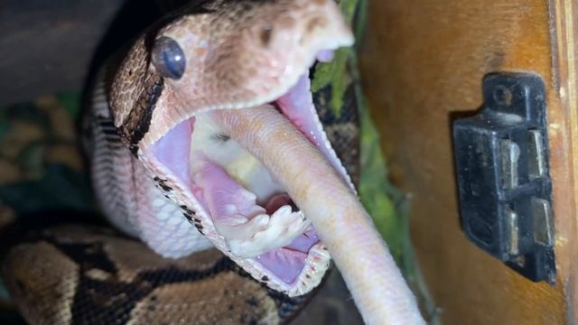 boa constrictor смотреть онлайн