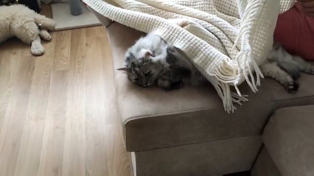 Котик Нюша из Украины нашёл своих родителей