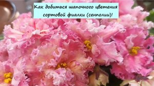 Как добиться шапочного цветения сортовой фиалки (сенполии)!
