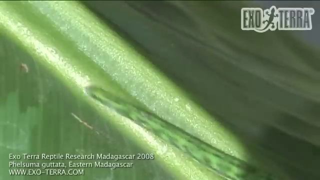 Exo Terra - Madagascar: Phelsuma guttata смотреть онлайн