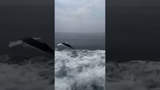 Корпорация Юмора - Видео Корпорация Юмора смотреть онлайн