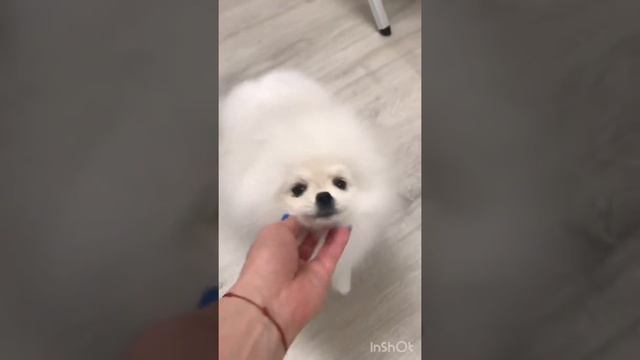 Зефир смотреть онлайн
